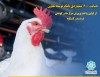 حمایت ۶۰۰  میلیاردی بانک توسعه تعاون از اولین  واحد پرورش مرغ مادر گوشتی دربندر گناوه